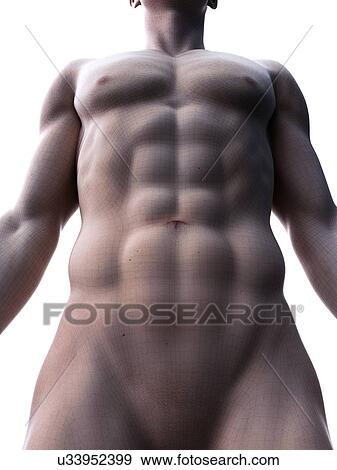 Stock Photo - Abdominal muscles, computer illustration.. Fotosearch