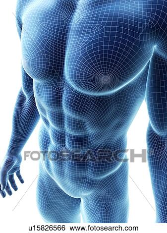 Abdominal muscles, computer illustration. View Large Photo Image Stock Photograph - Abdominal muscles, computer illustration.. Fotosearch