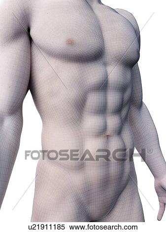 Stock Photography - Abdominal muscles, computer illustration.. Fotosearch
