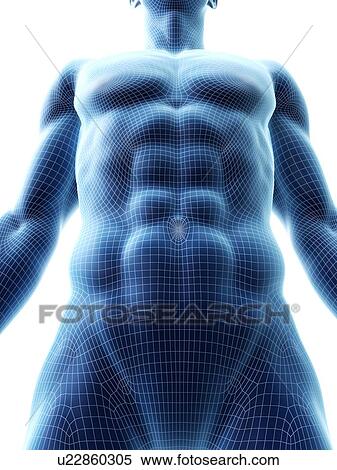 Stock Photography - Abdominal muscles, computer illustration.. Fotosearch