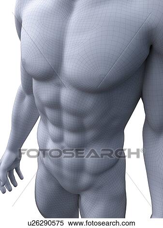 Stock Photography - Abdominal muscles, computer illustration.. Fotosearch