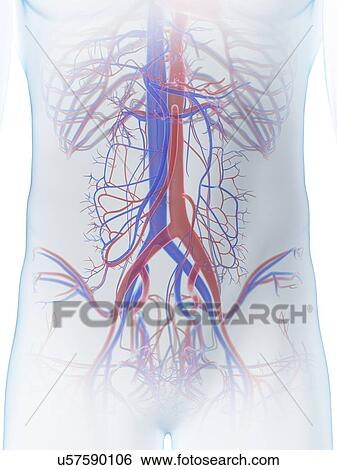 Abdominal vascular system, computer illustration. View Large Photo Image Stock Photograph - Abdominal vascular system, computer illustration.. Fotosearch