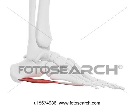 Stock Photograph - Abductor digiti minimi muscle, computer illustration.. Fotosearch