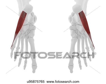 Stock Photography - Abductor digiti minimi muscle, computer illustration.. Fotosearch