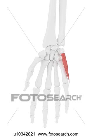 Stock Image - Abductor digiti minimi muscle, illustration. Fotosearch
