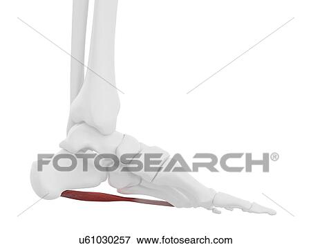 Stock Photo - Abductor digiti minimi muscle, illustration. Fotosearch
