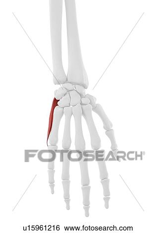 Stock Photograph - Abductor digiti minimi muscle, illustration. Fotosearch