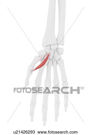 Abductor flexor pollicis brevis muscle, illustration View Large Photo Image Stock Image - Abductor flexor pollicis brevis muscle, illustration. Fotosearch