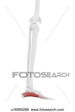 Abductor hallucis muscle, illustration View Large Photo Image Stock Photo - Abductor hallucis muscle, illustration. Fotosearch