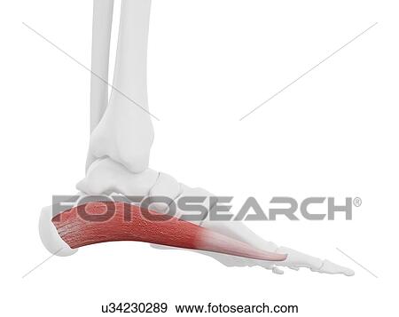 Abductor hallucis muscle, illustration View Large Photo Image Stock Photo - Abductor hallucis muscle, illustration. Fotosearch