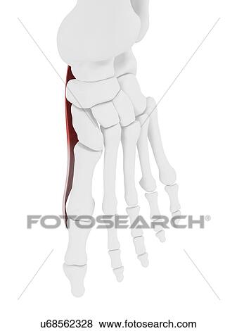 Abductor hallucis muscle, illustration View Large Photo Image Stock Photo - Abductor hallucis muscle, illustration. Fotosearch