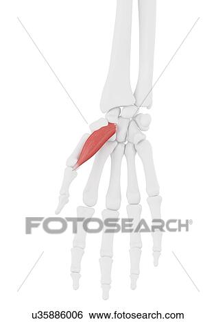 Abductor pollicis brevis muscle, illustration View Large Photo Image Stock Photograph - Abductor pollicis brevis muscle, illustration. Fotosearch