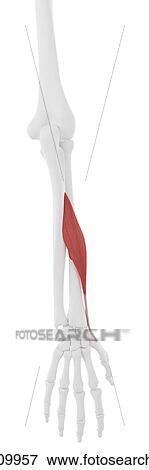 Stock Photo - Abductor pollicis longus muscle, computer illustration.. Fotosearch