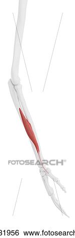 Stock Photograph - Abductor pollicis longus muscle, computer illustration.. Fotosearch