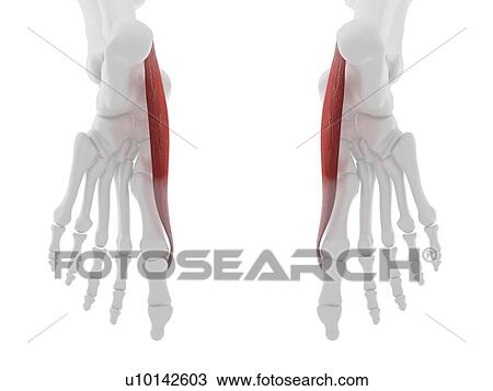 Stock Image - Abductus hallucis muscle, computer illustration.. Fotosearch