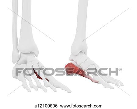 Stock Photograph - Abductus hallucis muscle, computer illustration.. Fotosearch