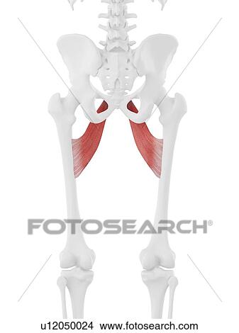 Adductor brevis muscle, computer illustration. View Large Photo Image Picture - Adductor brevis muscle, computer illustration.. Fotosearch