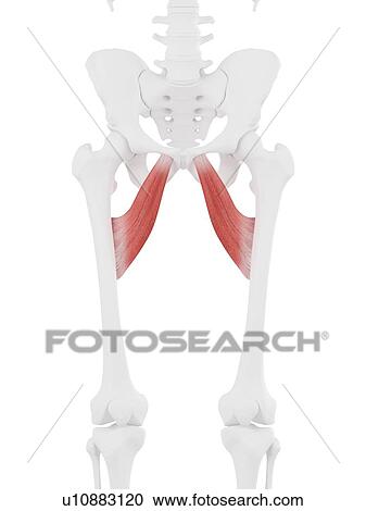 Adductor brevis muscle, computer illustration. View Large Photo Image Stock Image - Adductor brevis muscle, computer illustration.. Fotosearch