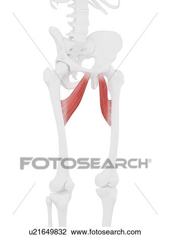 Adductor brevis muscle, computer illustration. View Large Photo Image Stock Image - Adductor brevis muscle, computer illustration.. Fotosearch