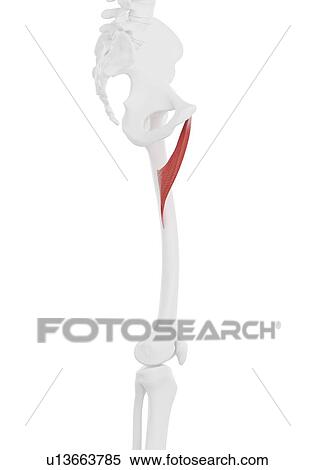Stock Photography - Adductor brevis muscle, illustration. Fotosearch