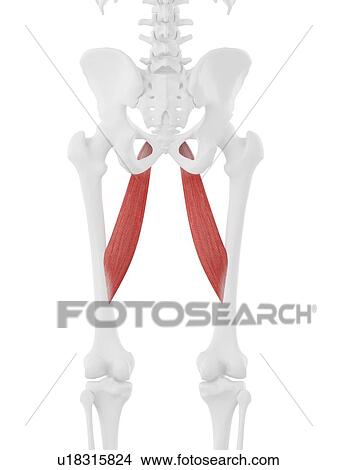 Adductor longus muscle, computer illustration. View Large Photo Image Picture - Adductor longus muscle, computer illustration.. Fotosearch