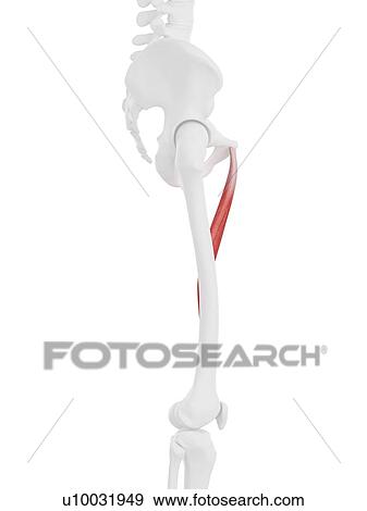 Adductor longus muscle, computer illustration. View Large Photo Image Stock Photo - Adductor longus muscle, computer illustration.. Fotosearch