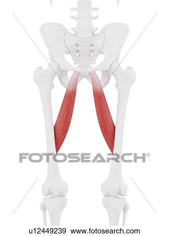 Adductor longus muscle, computer illustration. View Large Photo Image Stock Photo - Adductor longus muscle, computer illustration.. Fotosearch