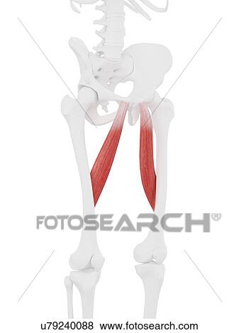 Adductor longus muscle, computer illustration. View Large Photo Image Stock Photo - Adductor longus muscle, computer illustration.. Fotosearch