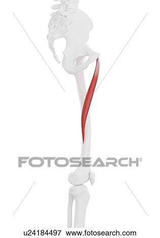 Adductor longus muscle, illustration View Large Photo Image Stock Photo - Adductor longus muscle, illustration. Fotosearch