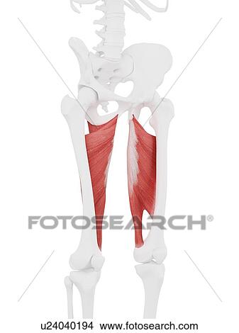 Picture - Adductor magnus muscle, computer illustration.. Fotosearch