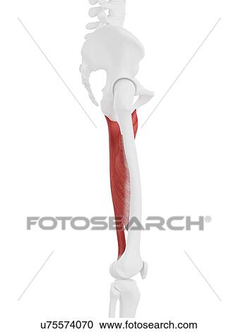 Stock Image - Adductor magnus muscle, computer illustration.. Fotosearch