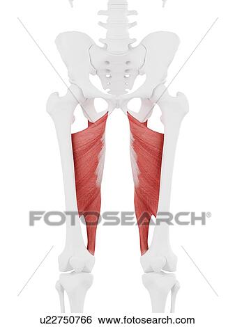Stock Photograph - Adductor magnus muscle, computer illustration.. Fotosearch
