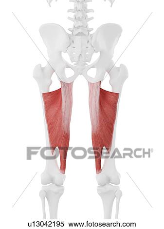 Stock Photography - Adductor magnus muscle, computer illustration.. Fotosearch