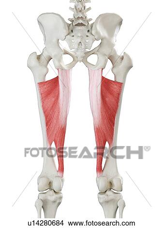 Adductor magnus muscle, illustration View Large Photo Image Picture - Adductor magnus muscle, illustration. Fotosearch