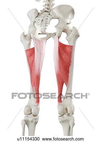 Stock Image - Adductor magnus muscle, illustration. Fotosearch