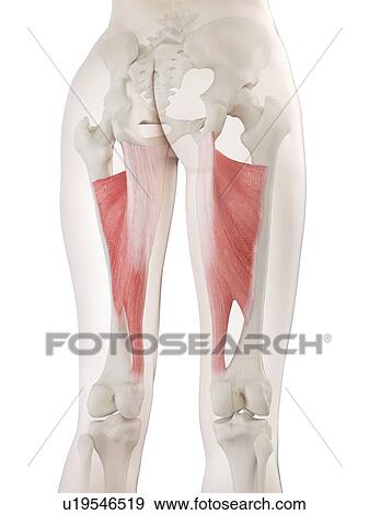 Stock Photo - Adductor magnus muscle, illustration. Fotosearch