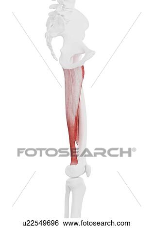 Stock Photograph - Adductor magnus muscle, illustration. Fotosearch
