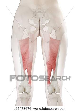 Stock Photograph - Adductor magnus muscle, illustration. Fotosearch