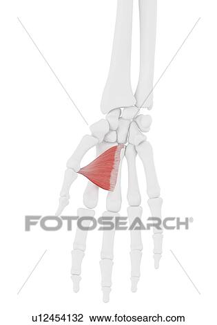 Adductor pollicis muscle, illustration View Large Photo Image Stock Image - Adductor pollicis muscle, illustration. Fotosearch
