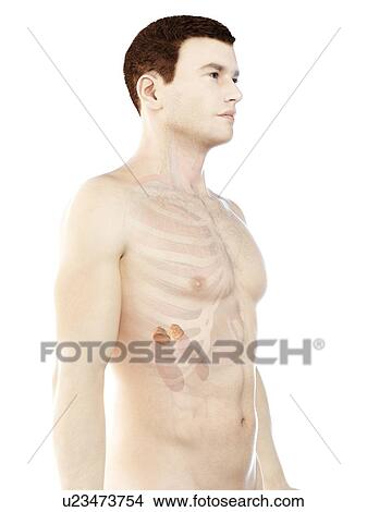 Adrenal glands, computer illustration. View Large Photo Image Picture - Adrenal glands, computer illustration.. Fotosearch
