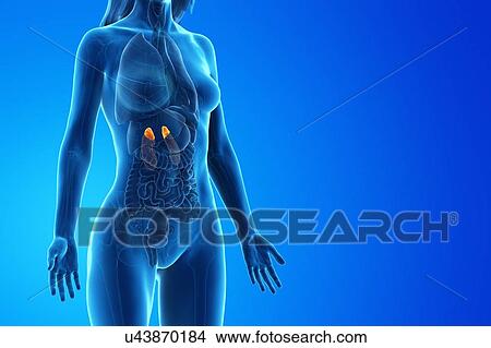 Picture - Adrenal glands, computer illustration.. Fotosearch