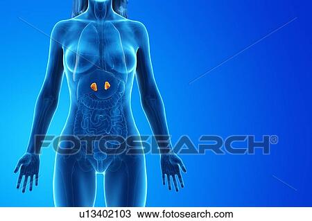 Stock Image - Adrenal glands, computer illustration.. Fotosearch