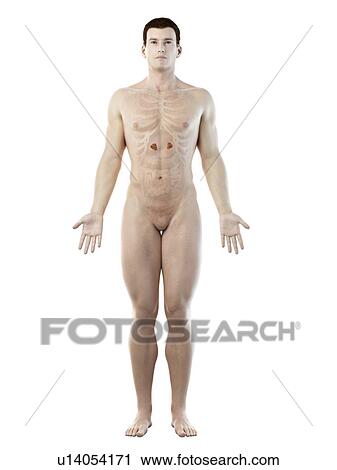 Stock Image - Adrenal glands, computer illustration.. Fotosearch