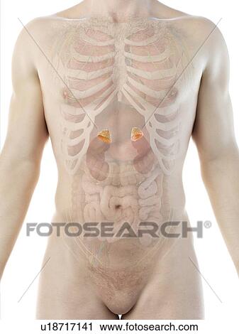 Stock Image - Adrenal glands, computer illustration.. Fotosearch