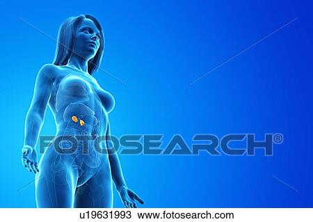 Stock Image - Adrenal glands, computer illustration.. Fotosearch