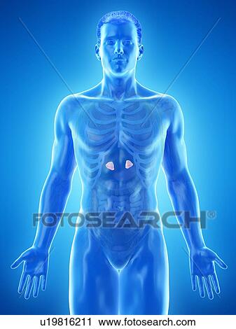 Stock Image - Adrenal glands, computer illustration.. Fotosearch
