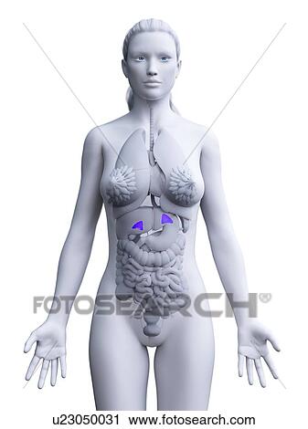 Stock Image - Adrenal glands, computer illustration.. Fotosearch