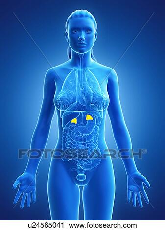 Adrenal glands, computer illustration. View Large Photo Image Stock Image - Adrenal glands, computer illustration.. Fotosearch