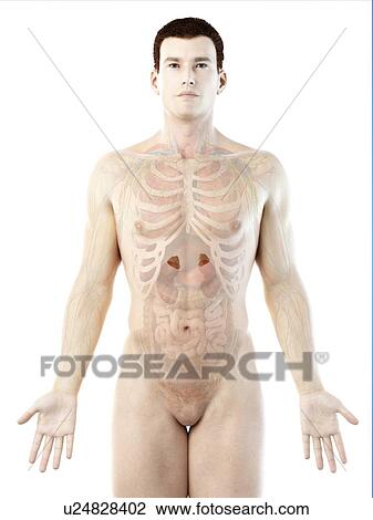 Stock Image - Adrenal glands, computer illustration.. Fotosearch