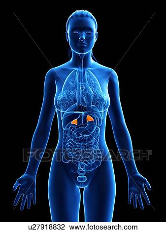 Stock Image - Adrenal glands, computer illustration.. Fotosearch